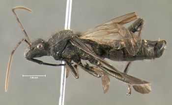 Media type: image;   Entomology 619226 Aspect: habitus lateral view